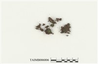 藏品(卷葉濕地苔)的圖片